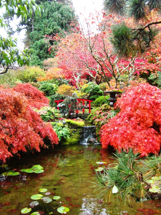 this is an image of fall foliage in the trees