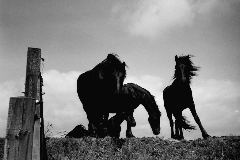 two horses stand side by side in a field