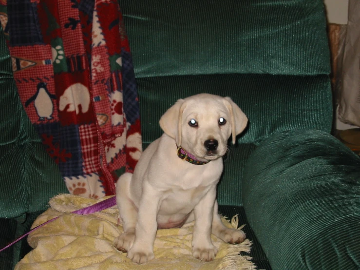 the dog is sitting on the blanket in the chair