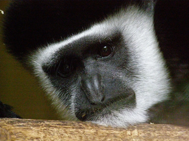 a monkey sitting on top of a piece of wood