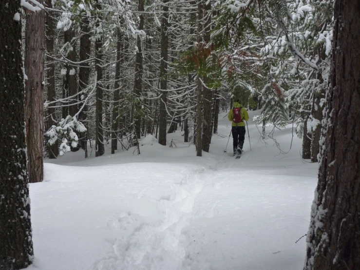a man walking through a forest on skis