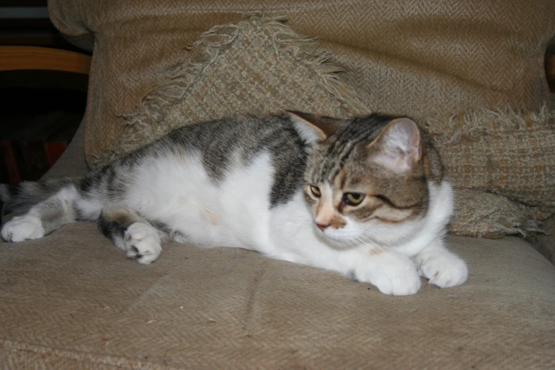 small cat lying on a couch looking down