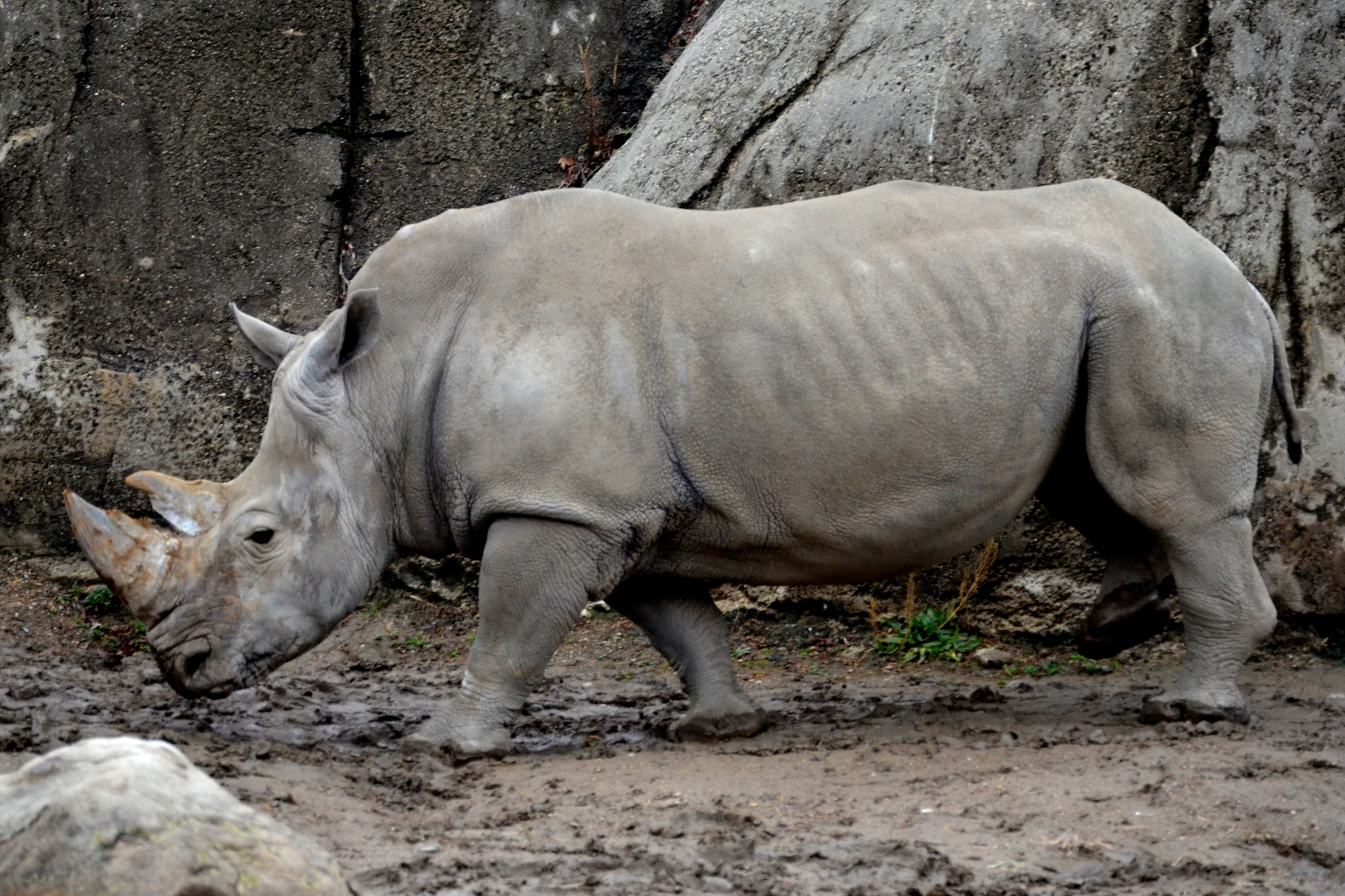 rhino standing in mud next to rock formations