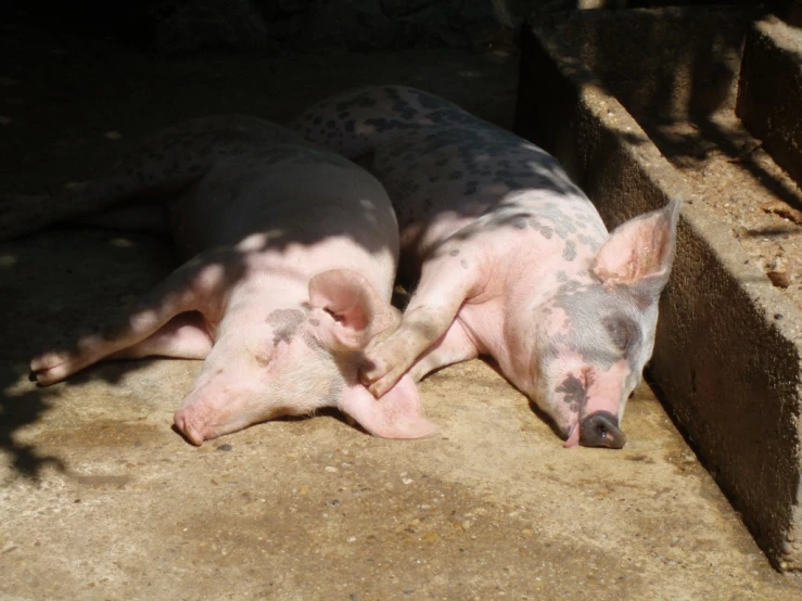 two pigs cuddling in the dirt and cement