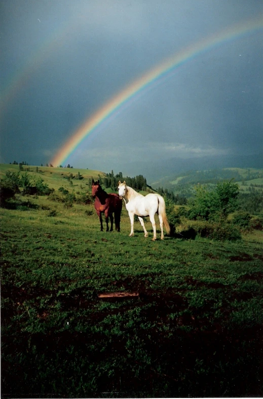 two white horses standing on top of a grass covered field