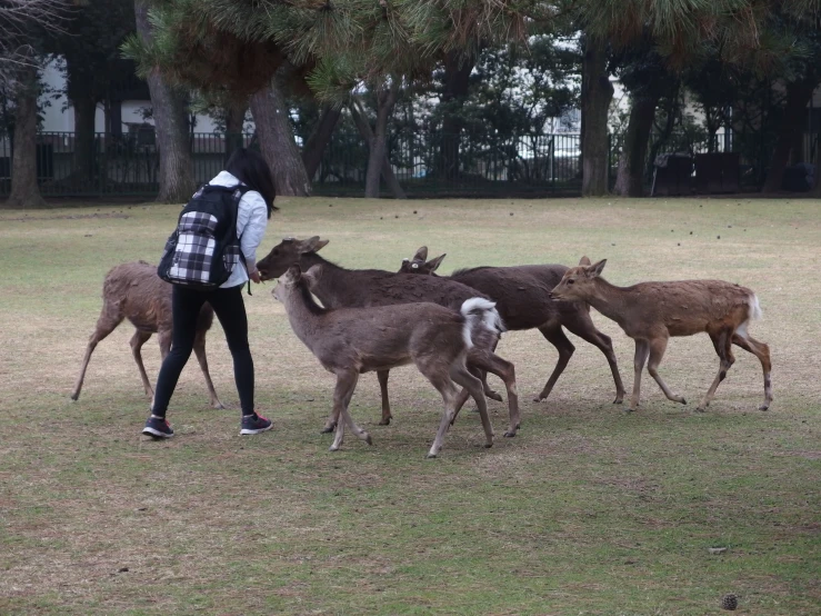 a person with a back pack standing near a herd of deer
