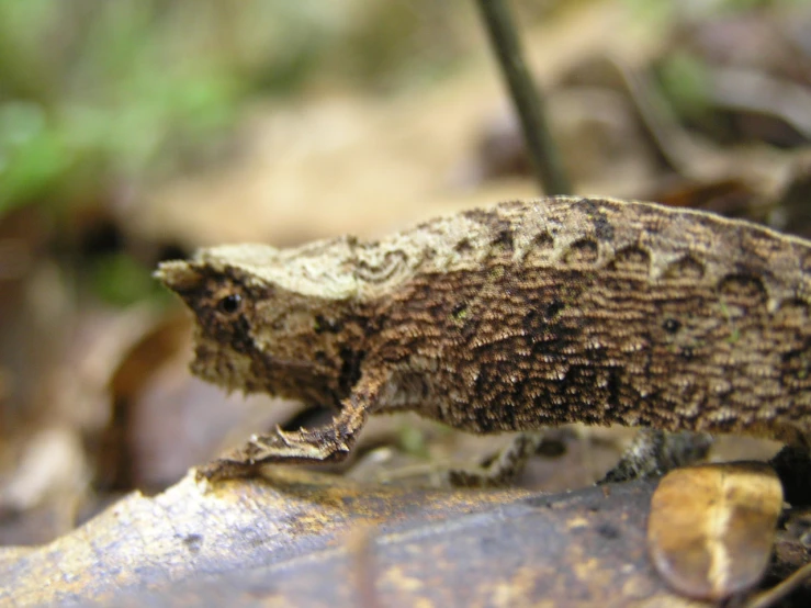 a close - up of a little speckled lizard