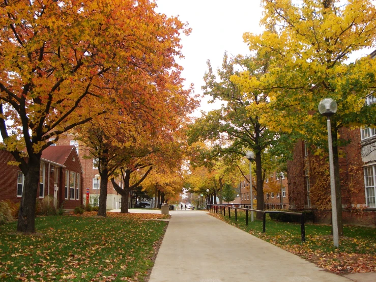 several trees and lights on the walkway in a university district