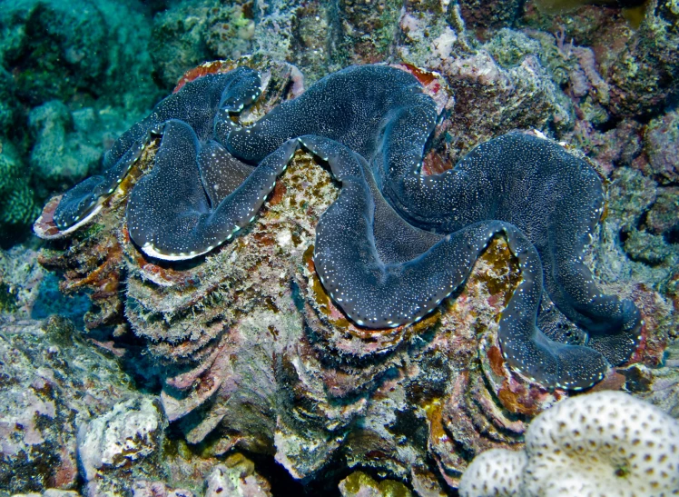 a couple of blue squids sitting on top of a bed of coral