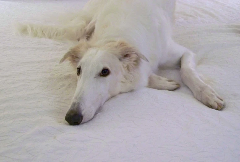 there is a white dog that is lying on the bed