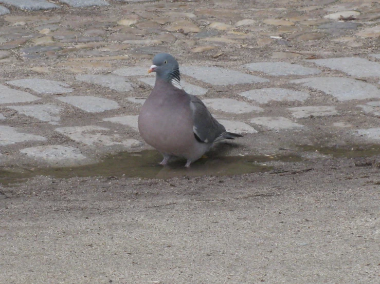 a grey pigeon sitting on a patch of mud next to a sidewalk