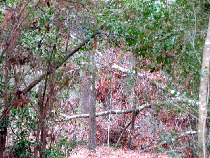 a large bear walking through the woods on a trail