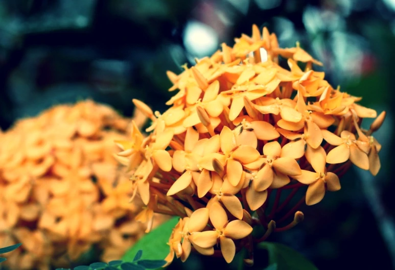 closeup of yellow flowers with green leaves