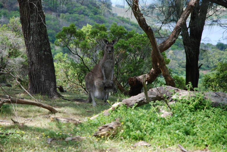 a kangaroo standing among the trees in a forest