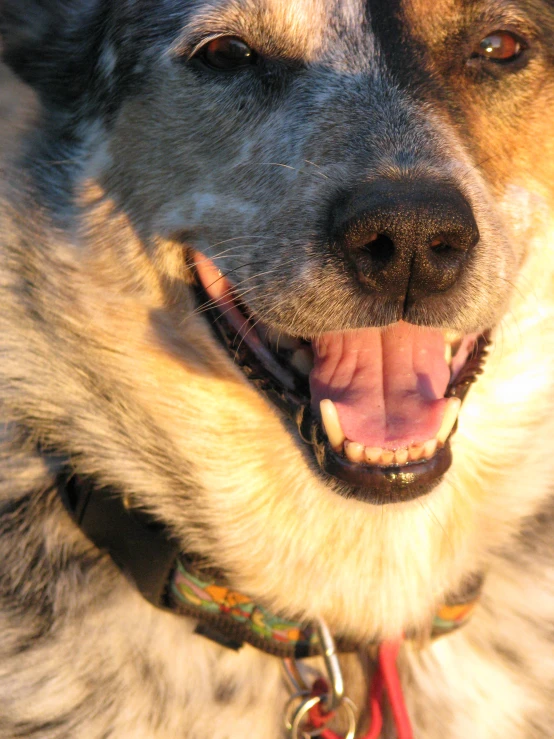 a close up image of a happy dog