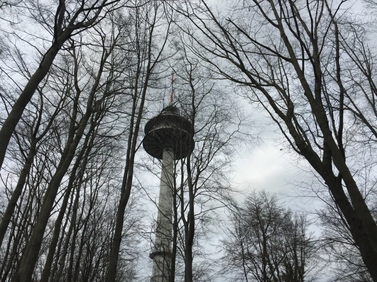 tall tall tree with a tower in the middle of some trees