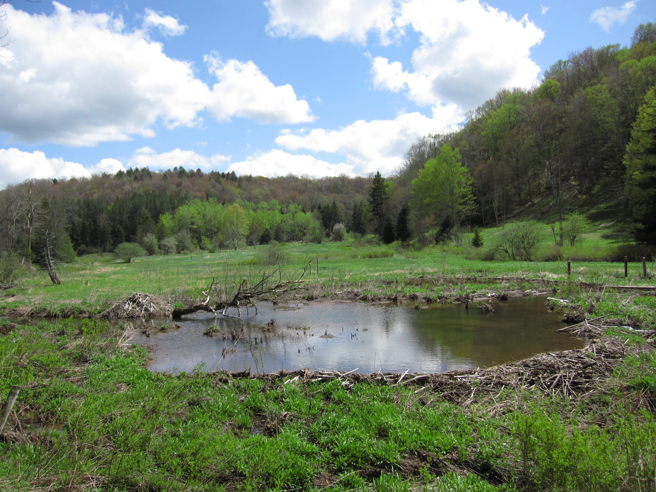 the picture shows a pond, in the middle of a field