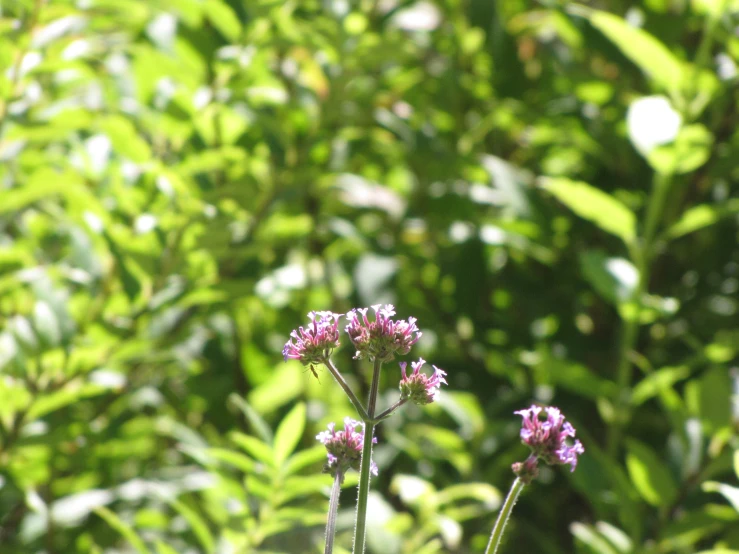 a flower in the middle of plants and trees