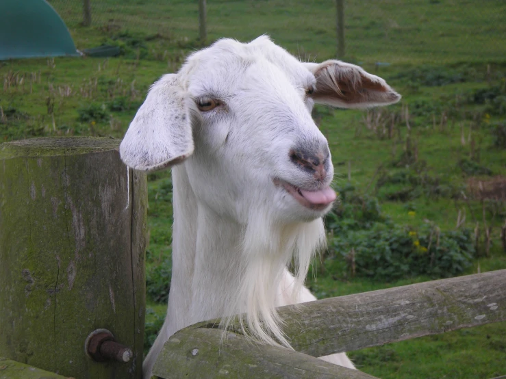 the goat has his tongue out sticking his tongue out