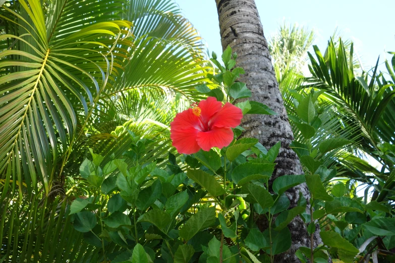 the flower is growing on top of the tree nch