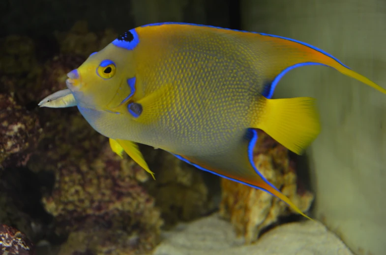 the fish is in an aquarium tank looking around