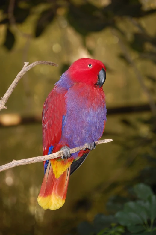 a large red parrot sitting on top of a tree nch