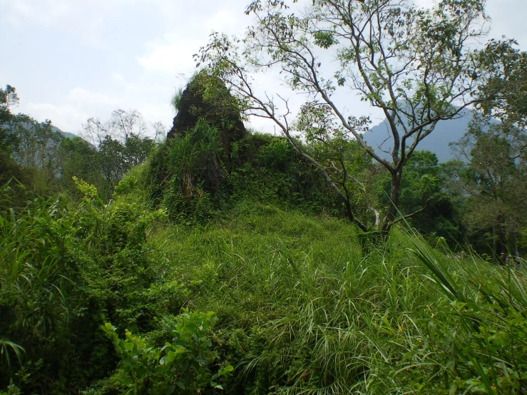 a lone tree is nestled in the midst of a thick green jungle