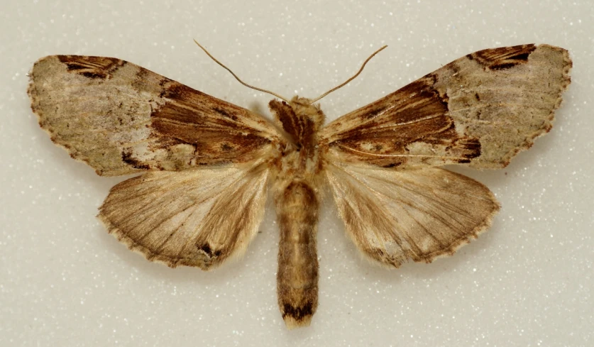 large, brown erfly in flight in white background