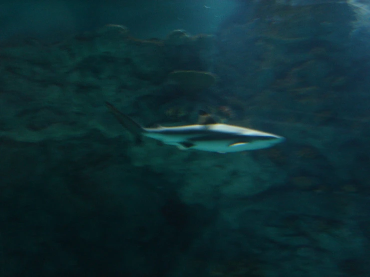 an underwater view of a shark swimming near the surface