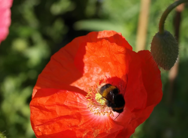 a bee is sitting on a flower that's red
