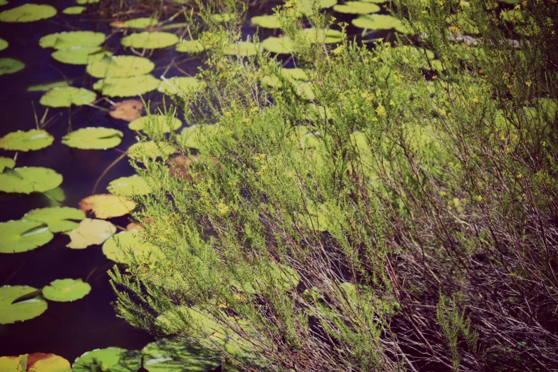 there are many small trees and water lillies