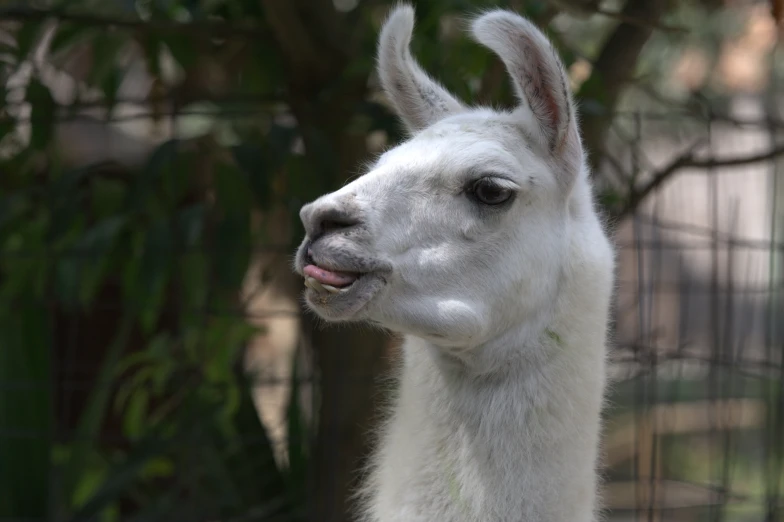 a llama that is standing in front of some trees