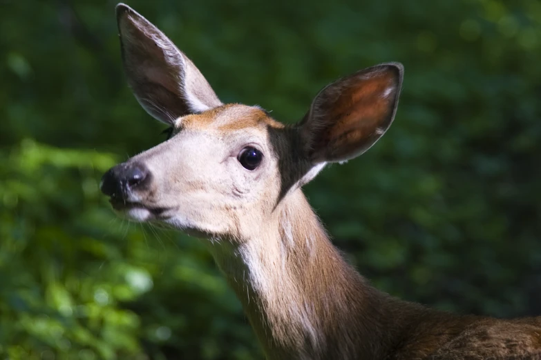 a close up of a deer head with trees in the background