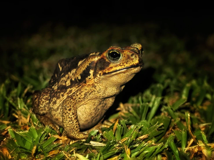 frog in the grass looking towards the camera