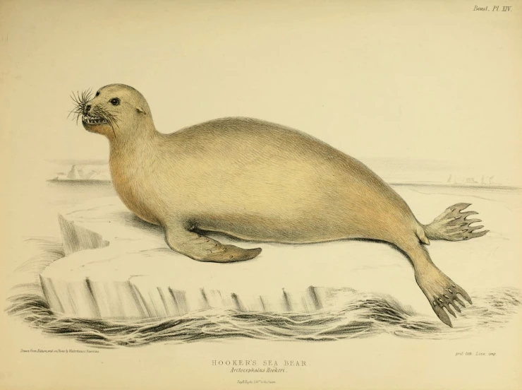 a sea lion sits on a piece of ice