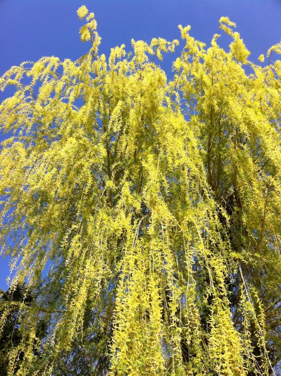 a large tree with lots of green leaves