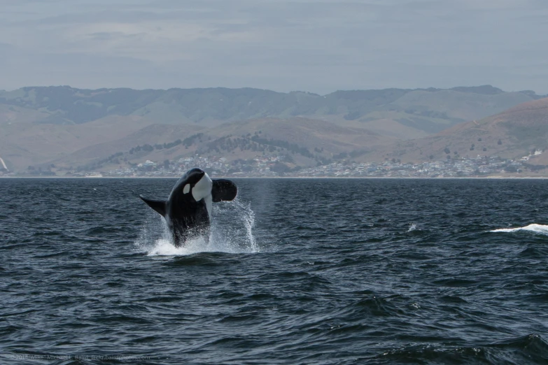 a whale jumping out of the water near a hill