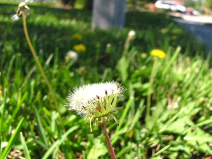 a dandelion flower with some white flowers near it
