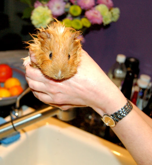 a hamster sitting on a person's hands and its fur is up to their face