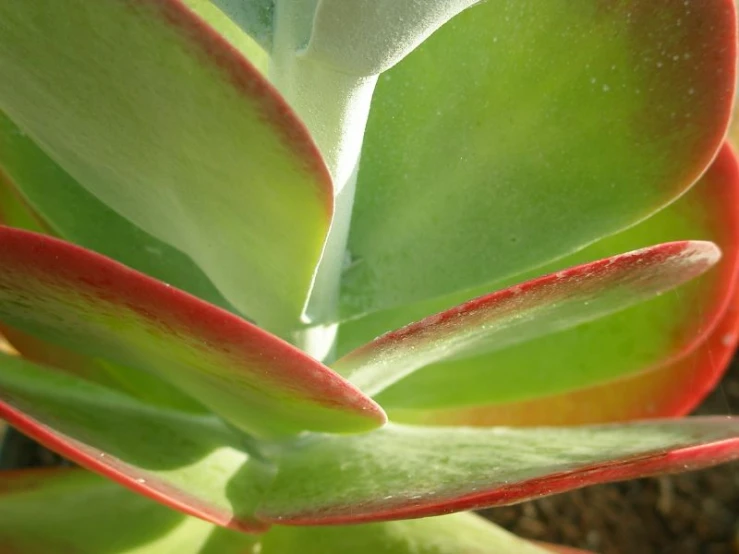 closeup view of red, green and white leaves on a plant