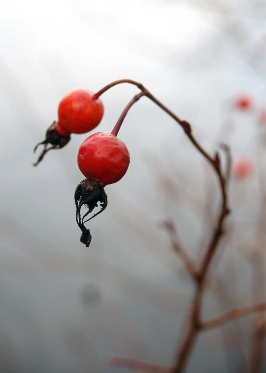 closeup of two red berries hanging from a tree nch
