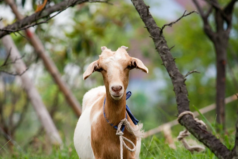 a goat standing on a grass covered forest