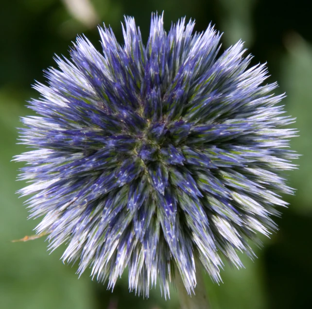 the purple flower is in focus, with green stems