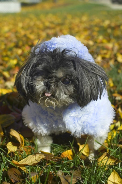 a dog is dressed up in a blue fur coat