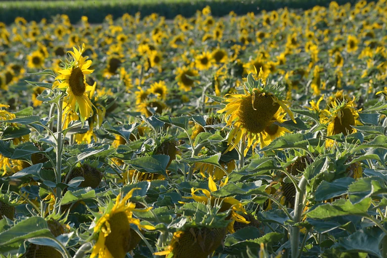 there is a field full of sunflowers next to each other