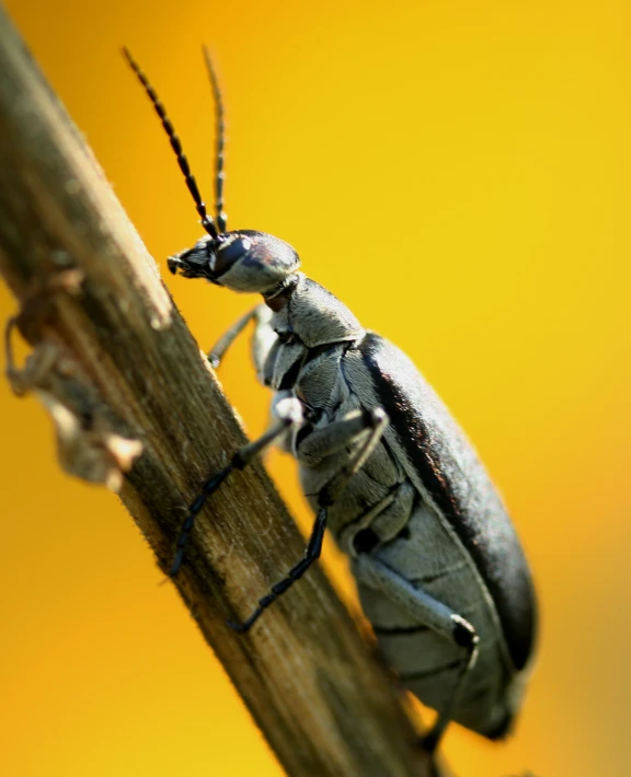 a close up image of a grasshopper bug