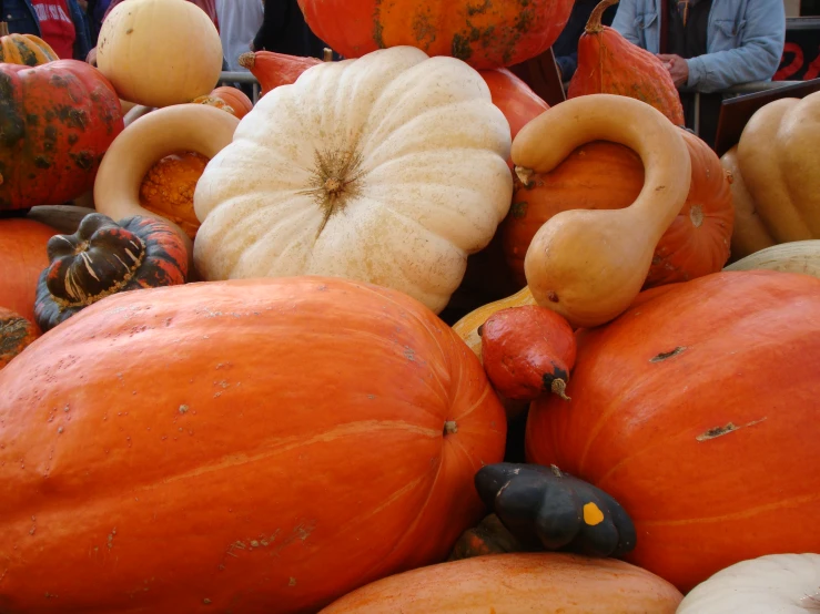 a display of pumpkins and gourds in large group at a local market