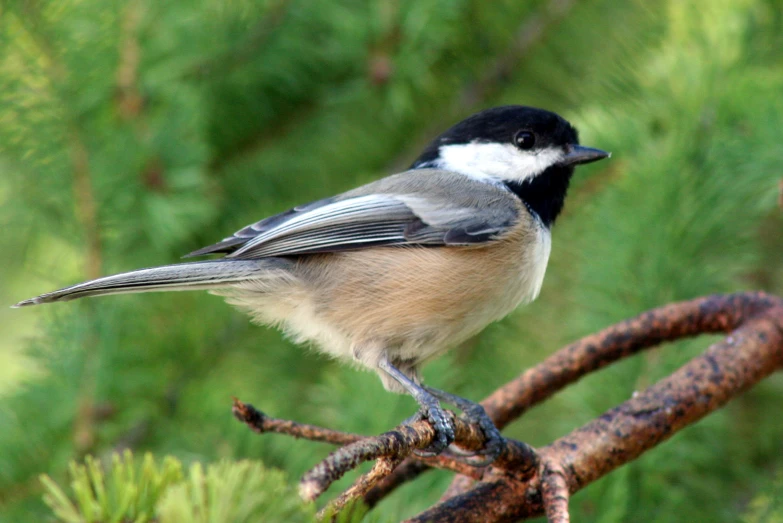 small bird perched on thin nch in open area