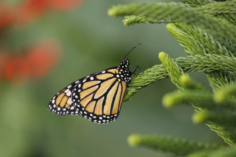 a erfly on some green nches and flowers