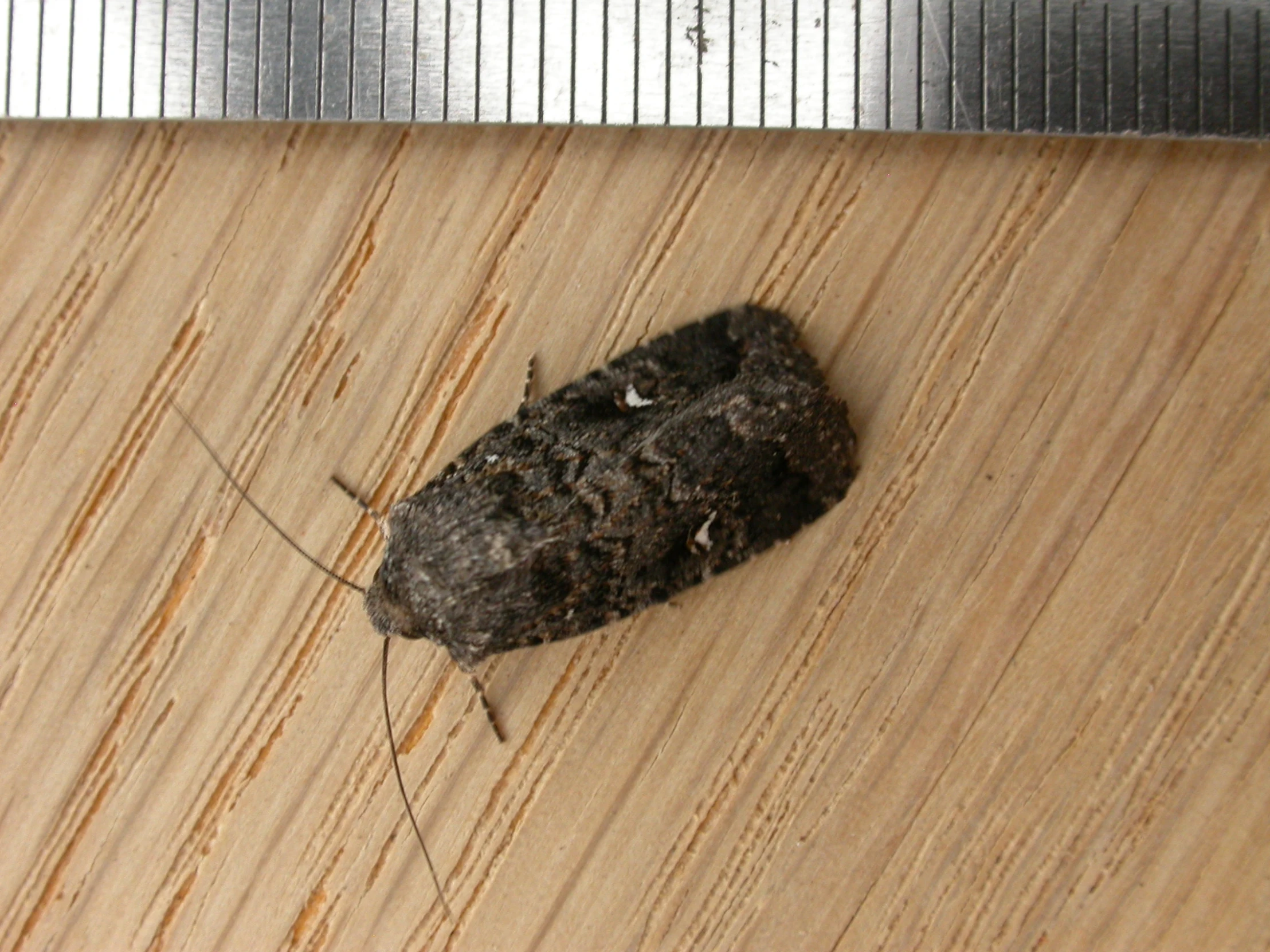 a moth rests on a wood surface in a closeup image